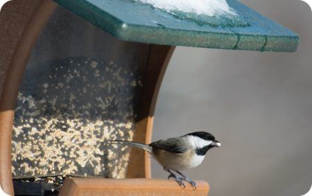 Feeder Feeding, Carolina Chickadee, Wild Birds Unlimited, WBU